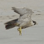 Peregrine falcons winter at the National Seashore.